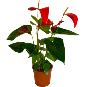 Bitki Fidanım Antoryum Çiçeği Flamingo Çiçeği 30-40 cm