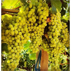 taşkar peyzaj Sultani Çekirdeksiz Üzüm Asma Fidanı Açık Köklü