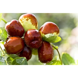 taşkar peyzaj Hünnap Fidanı (  30-40 cm )