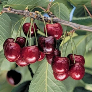 taşkar peyzaj Regina (Bodur) Kiraz Fidanı (Aşılı - 2 Yaş) - Açık Kök - 100-120 cm