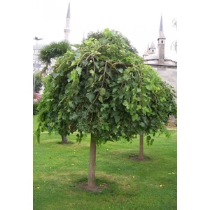 taşkar peyzaj Salkım-Şemsiye(Ters) Dut Fidanı (Aşılı)