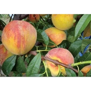 taşkar peyzaj Bursa Yarma Şeftali Fidanı Aşılı - 2 Yaş Açık Köklü120-150 cm