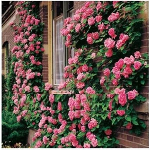 taşkar peyzaj Pembe Kokulu Sarmaşık Gül Fidanı 120-150