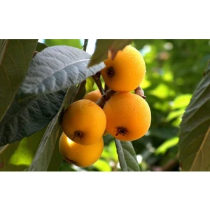 taşkar peyzaj Yeni Dünya Fidanı 2 Yaş