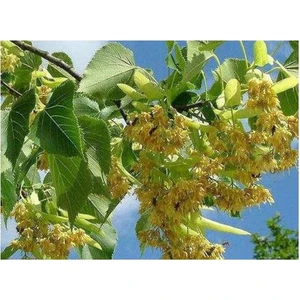 Taskar Peyzaj Ihlamur Fidanı Fidanı ( 2 Yaş - Tüplü ) 100-150 cm