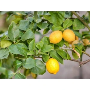 Taskar Peyzaj Yediveren Limon Fidanı ( Aşılı ) - Tüplü