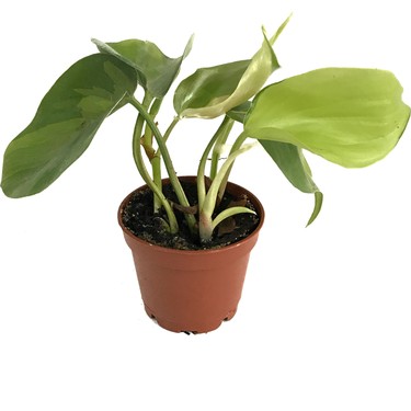 Betonish - Philodendron cordatum 'Brasil' - Ev ve Ofis Fiyat