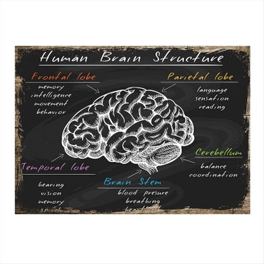 Tablomega Insan Beyninin Yapisi Art Mdf Tablo Fiyati
