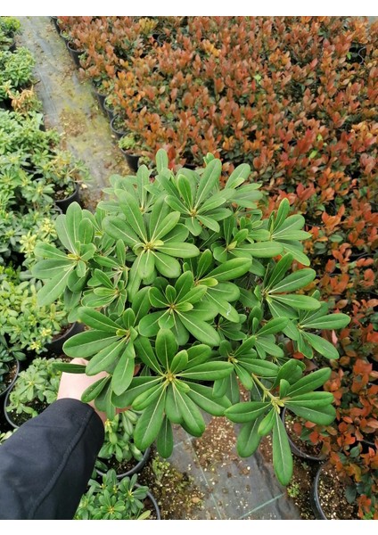 Pittosporum 20 25 cm Çap