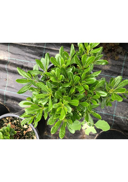 Pittosporum 20 25 cm Çap