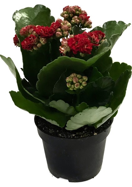 - Kalanchoe Calandiva 'Red' - Balkon Ve Bahçe Bitkisi - Kalanşo