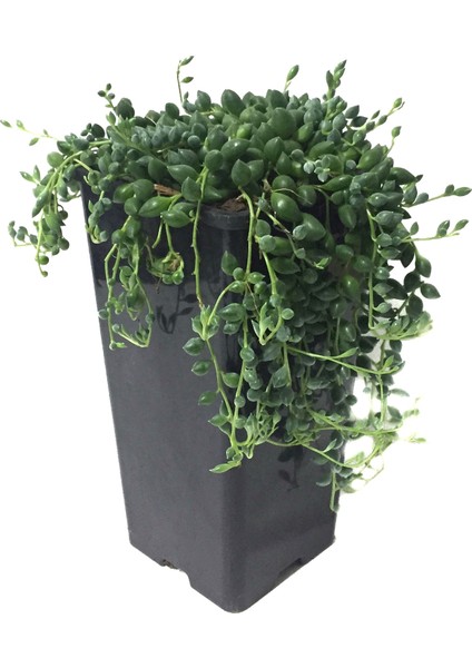 Senecio Rowleyanus (Tesbih Çiçeği)