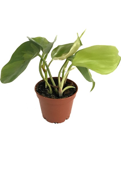 - Philodendron cordatum 'Brasil' - Ev ve Ofis Bitkisi