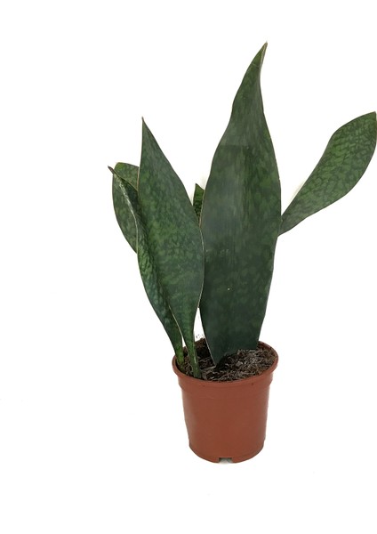 - Sansevieria Masoniana 'Congo' (Paşa Kılıcı)