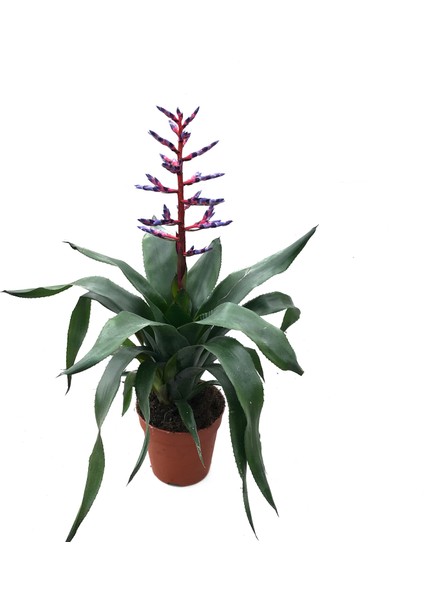 - Aechmea 'Blue Rain' (Kupa Çiçeği)