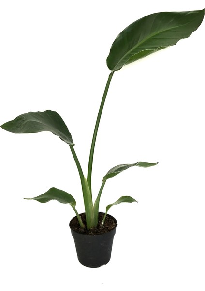 Strelitzia Nicolai (Cennet Kuşu Çiçeği)