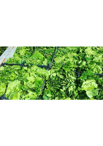Tuzsuz Sarmalık Yaprak 400 gr