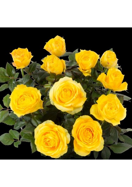 Tüplü Yediveren Sun Yellow Renkte Aşılı Gül Fidanı