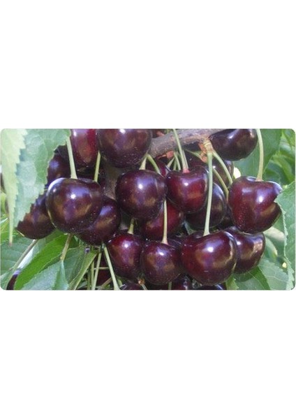 Lambert Kiraz Fidanı