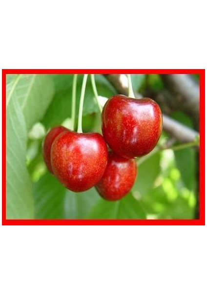 Lambert Kiraz Fidanı fiyatları