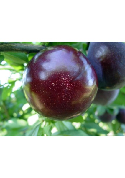 Bursatarım Black Diamond Erik Fidanı