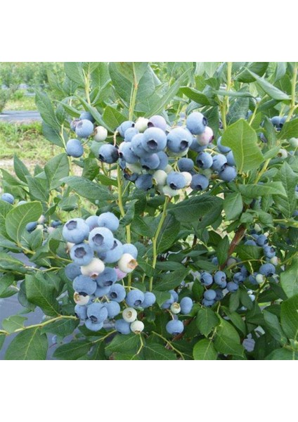 Bursatarım Elizabeth Yaban Mersini Fidanı ( Likapa - Mavi Yemiş ) Blueberry