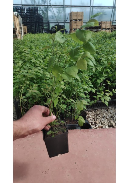 Bursatarım Elizabeth Yaban Mersini Fidanı ( Likapa - Mavi Yemiş ) Blueberry modelleri