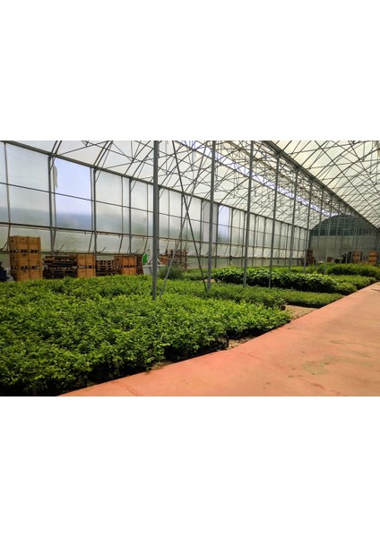 Bursatarım Elizabeth Yaban Mersini Fidanı ( Likapa - Mavi Yemiş ) Blueberry fırsatları