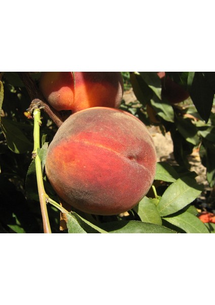 Cresthaven Şeftali Fidanı