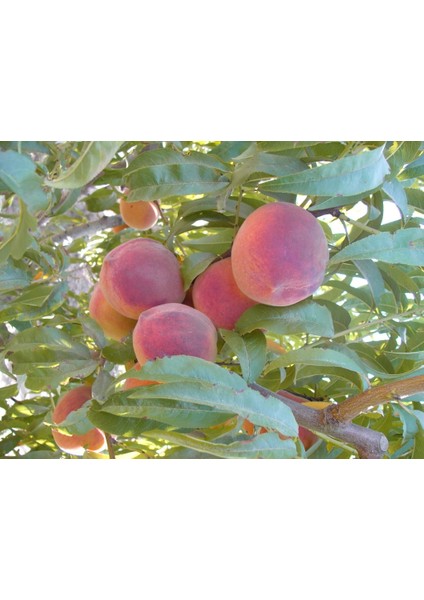 Cresthaven Şeftali Fidanı fiyatları