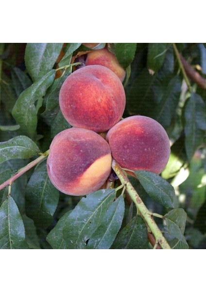 Cresthaven Şeftali Fidanı modelleri