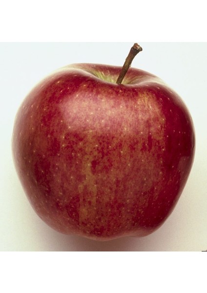 Starkrimson Delicious Elma Fidanı fiyatları