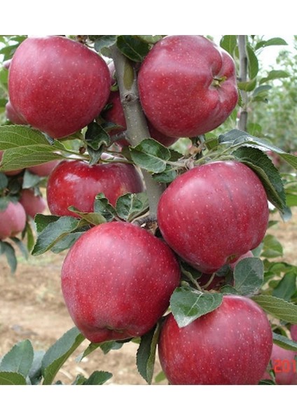 Starkrimson Delicious Elma Fidanı modelleri