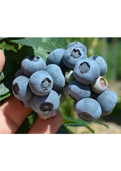 Bursa Tarım Bursatarım Nelson Yaban Mersini Fidanı ( Likapa - Mavi Yemiş ) Blueberry