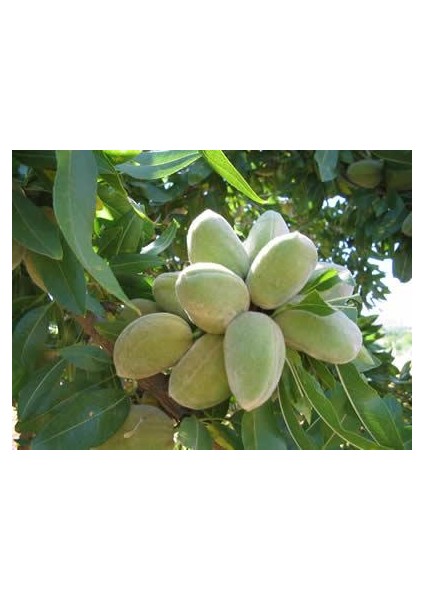 Bursatarım Nonparıel Badem Fidanı fiyatları