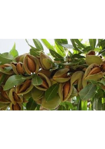 Royal Gala Elma Fidanı