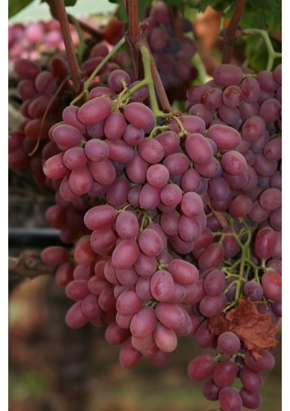 Bursa Tarım Crimson Seedless Üzüm Fidanı