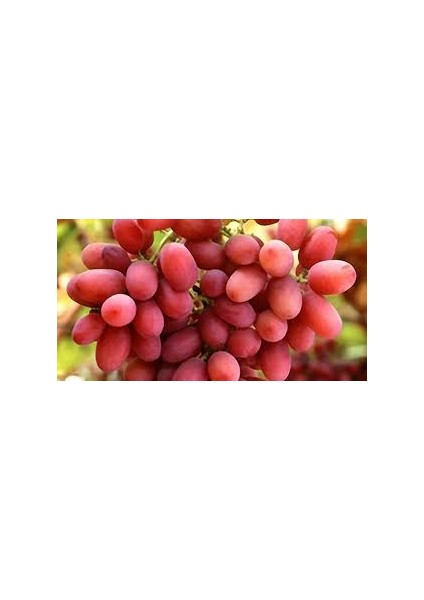 Bursa Tarım Crimson Seedless Üzüm Fidanı