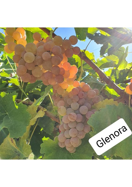 Bursatarım Glenora Seedless ( Çekirdeksiz ) Üzüm Fidanı