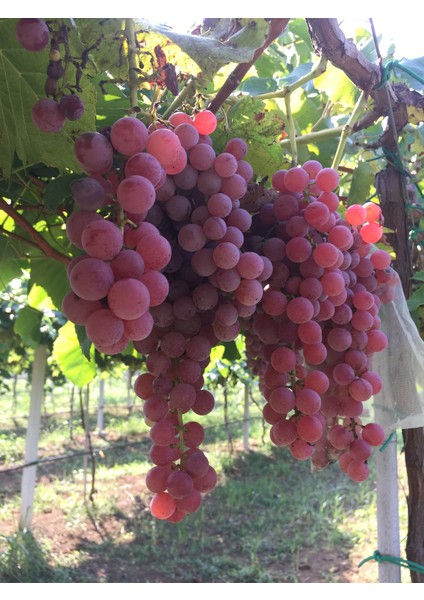 Bursatarım Glenora Seedless ( Çekirdeksiz ) Üzüm Fidanı fiyatları