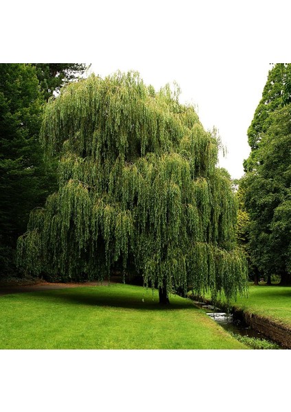 Bursatarım Salkım Söğüt