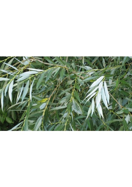 Bursatarım Salkım Söğüt fiyatları