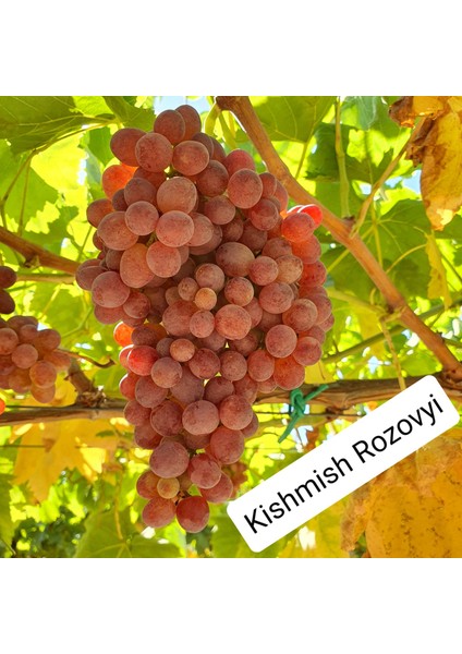 Burstarım Kıshmısh Rozovyi Üzüm Fidanı