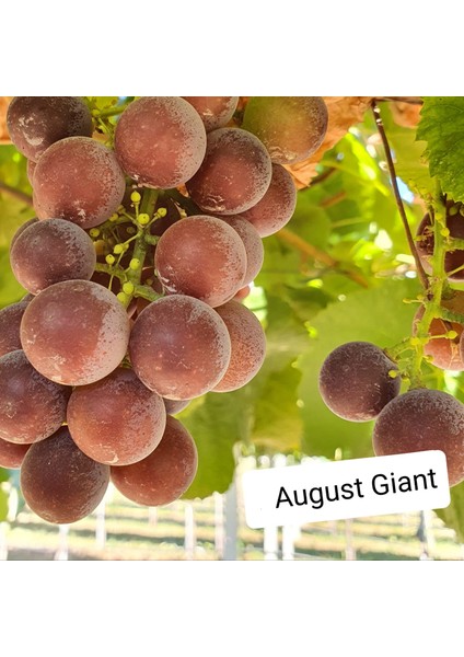 Bursatarım August Giant Üzüm Fidanı