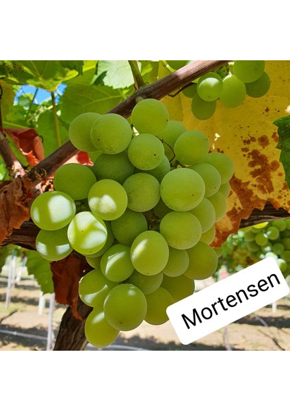 Bursatarım Mortensen Üzüm Fidanı