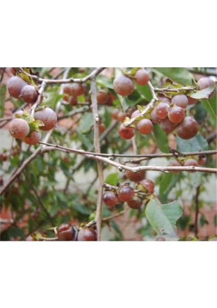 Aşısız Hurma Fidanı