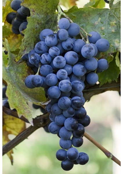 Bursatarım Muscat Bleu Üzüm Fidanı