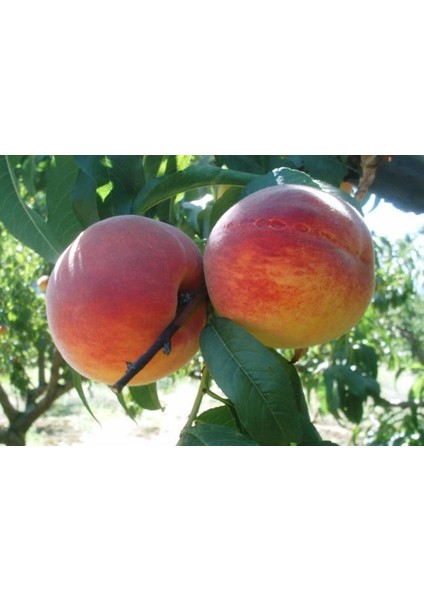 Bursatarım Red Haven Şeftali Fidanı