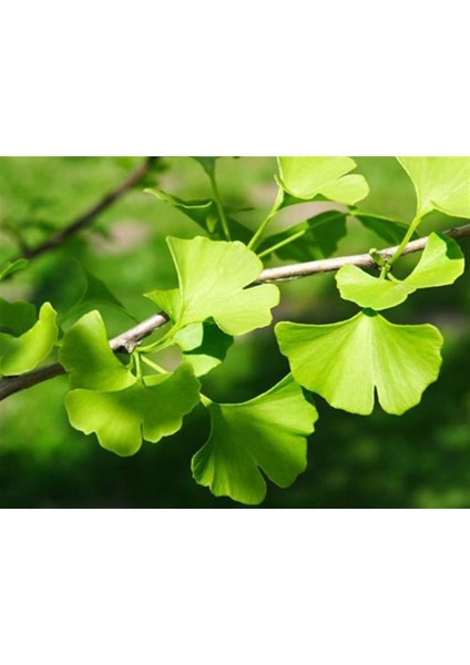 Bursatarım Ginkgo Biloba Mabet Ağacı Fidanı fiyatları