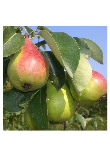 Etruşka Armut Fidanı